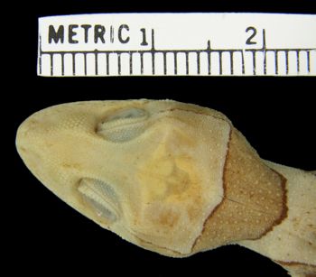 Media type: image; Herpetology R-39044